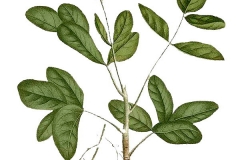 Plant-illustration