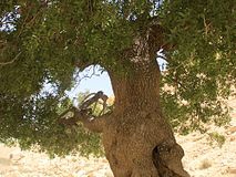 Trunk