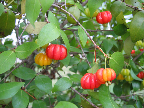 Pitanga-fruit