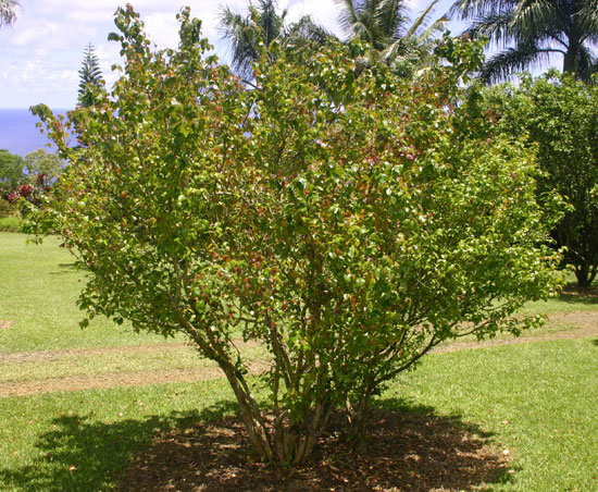 Pitanga-tree