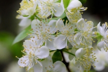 Pitanga-close-up-flowers