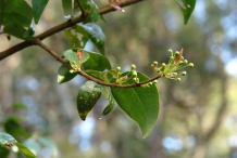 Pitanga-flower-buds
