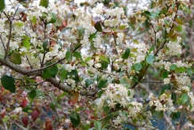 Pitanga-foliage-and-flowers