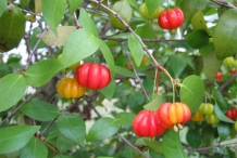 Pitanga-fruit