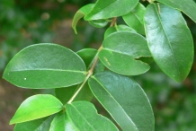 Pitanga-leaves
