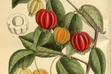 Pitanga-plant-illustration