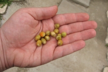 Pitanga-seeds