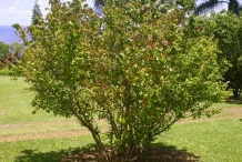 Pitanga-tree