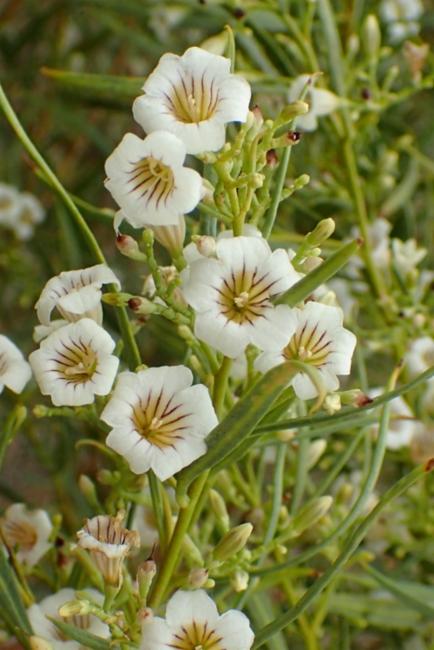 Flowers-of-Pituri-plant