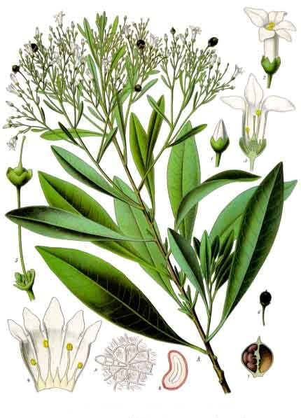 Plant-illustration-of-Pituri-plant