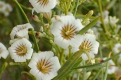 Flowers-of-Pituri-plant
