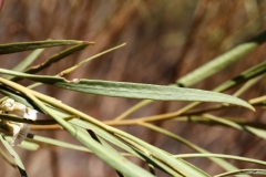 Leaves-of-Pituri-plant