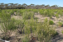 Pituri-plant-growing-wild
