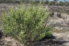 Pituri-plant
