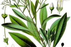 Plant-illustration-of-Pituri-plant