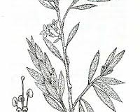 Sketch-of-Pituri-plant