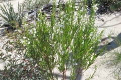 Small-Pituri-plant