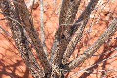 Trunk-of-Pituri-plant