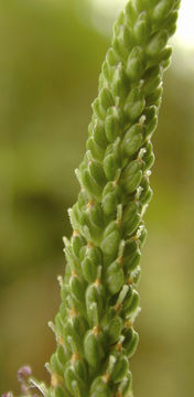 Female-flower-of-Plantain-herb