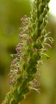 Male-flowers-of-Plantain-herb