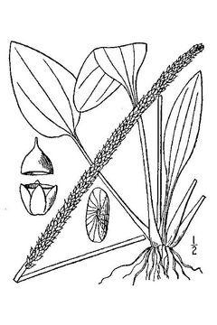 Sketch-of-Plantain-herb
