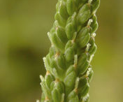 Female-flower-of-Plantain-herb