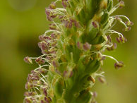 Male-flowers-of-Plantain-herb