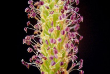 Plantain-flower