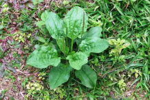 Plantain-herb-plant