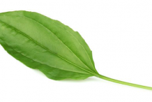 Plantain-leaves