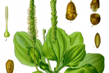 Plantain-plant-Illustration