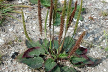 Plantain-plant-with-Fruit
