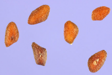 Plantain-seeds
