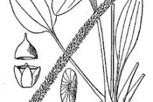 Sketch-of-Plantain-herb