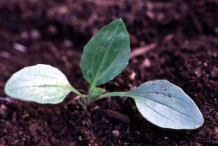 Small Plantain Plant