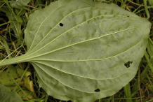 Ventral-view-of-Plantain-leaf