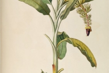 Illustration-of-Plantain