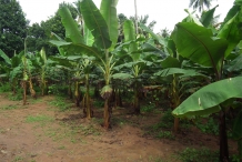 Plantain-farm