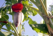 Plantain-flower