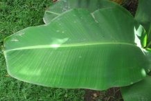Plantain-leaves
