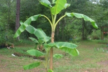 Plantain-tree