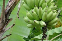 Unripe-plantain