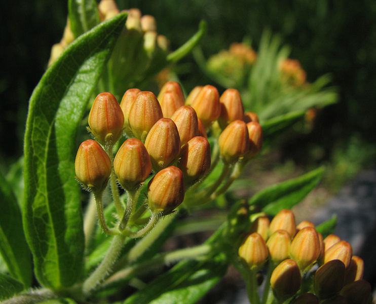 Closer-view-of-Flower-buds