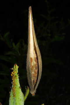 Ripe-Fruit-of-Pleurisy-plant