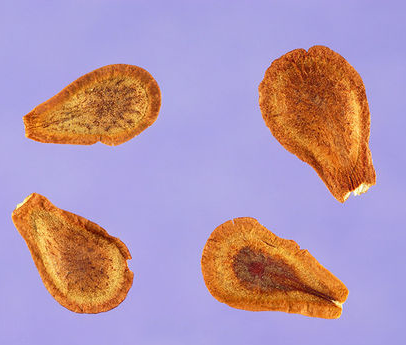 Seeds-of-Pleurisy-plant
