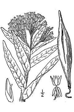 Sketch-of-Pleurisy-plant