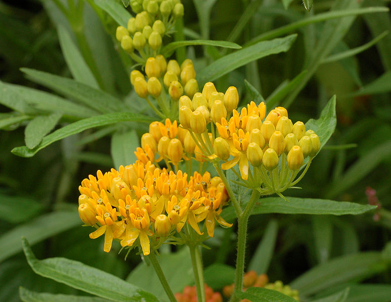 Yellow-Variety-of-Pleurisy-plant