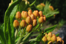 Closer-view-of-Flower-buds