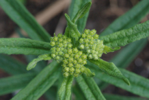 Flower-buds