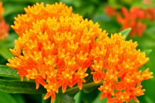 Flowers-of-Pleurisy-Root